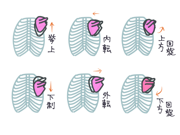 天使の羽「肩甲骨」トレーニングで背中すっきり