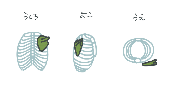 天使の羽「肩甲骨」トレーニングで背中すっきり