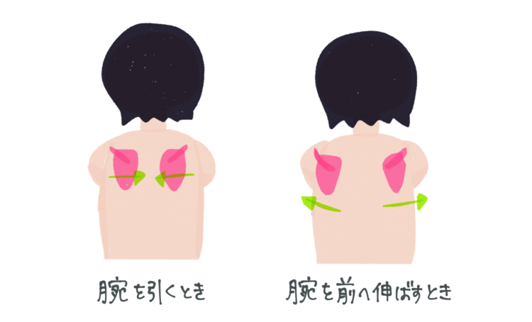 天使の羽「肩甲骨」トレーニングで背中すっきり